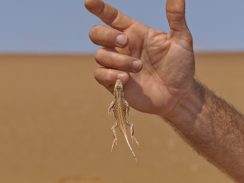 Swakopmund, Shovel Snouted Lizard
